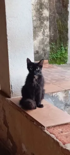 Adoção responsável 