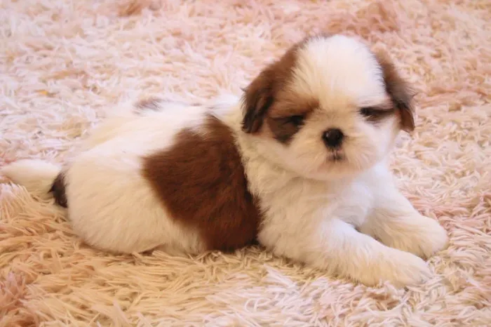 Shihtzu macho