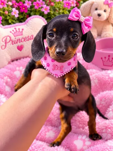 Dachshund teckel fêmea miniatura raça pura 68 dias 