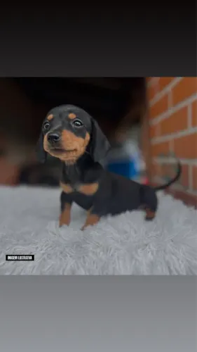 BASSET MINI MACHO JÁ ADESTRADO A FAZER AS NECESSIDADES