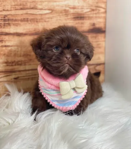 SHIHTZU miniatura