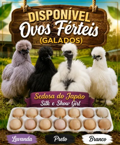 Ovos Férteis (galados) Sedosa do Japão Silk e Show Girl