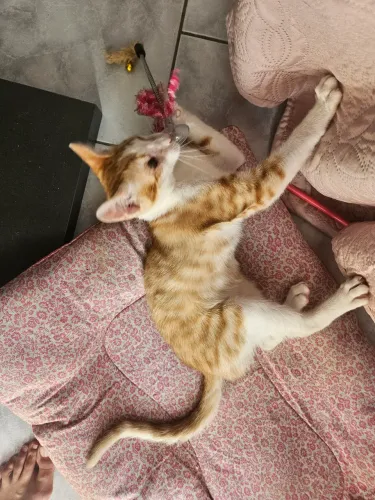 Gatinho amarelo/laranja para adoção 