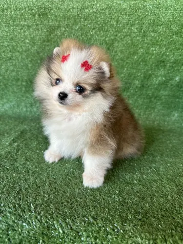 Lulu da pomerania filhote ursinho mini 