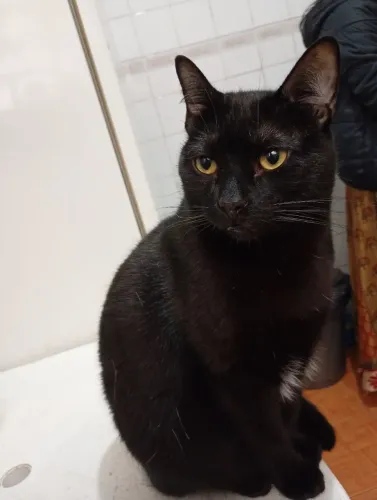 Doa-se gato
