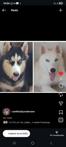 Husky siberiano 