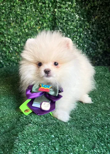 Lulu da pomerania