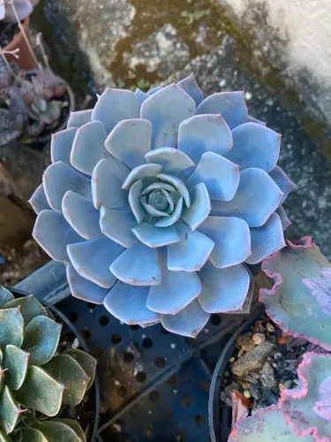 Suculentas raras - plantas