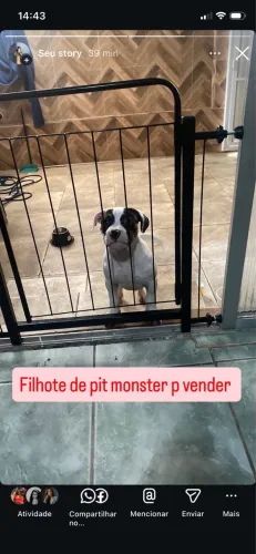 Pit monster filhote
