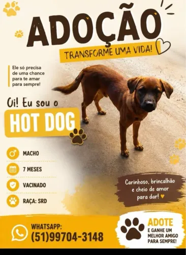 Cachorro para Doação 