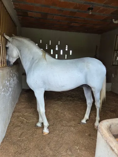 Cavalo Mangalarga Registrado 