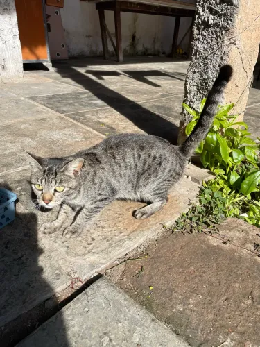 Doação responsável de uma gatinha