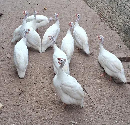 Vendo Guiné