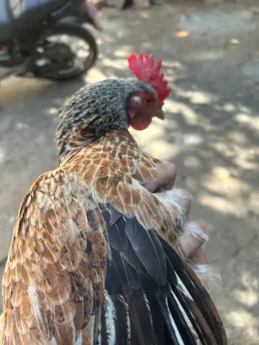 Galinha Perdiz
