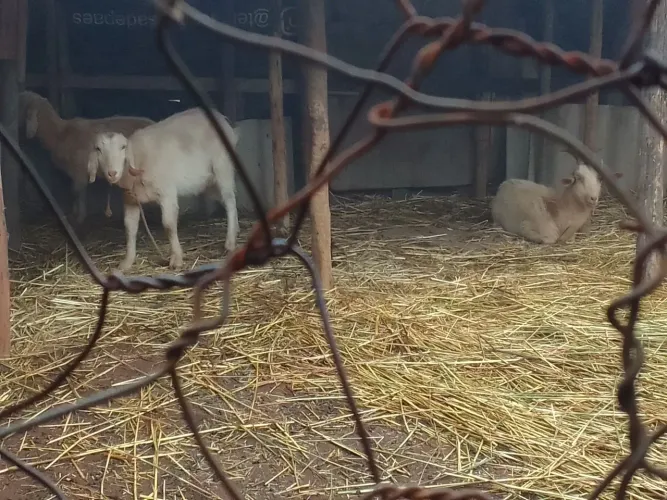 CABRAS LEITEIRAS ANGLO-NUBIANA PELAGEM BRANCA COM COM CREME O CABRITO.