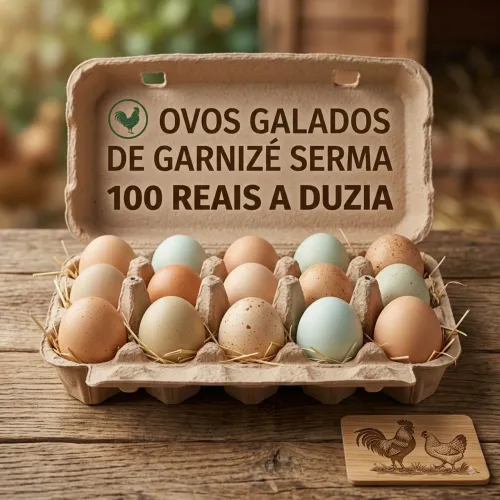 OVOS galados garnizé SERMA. mini galo e mini galinha, ovos férteis