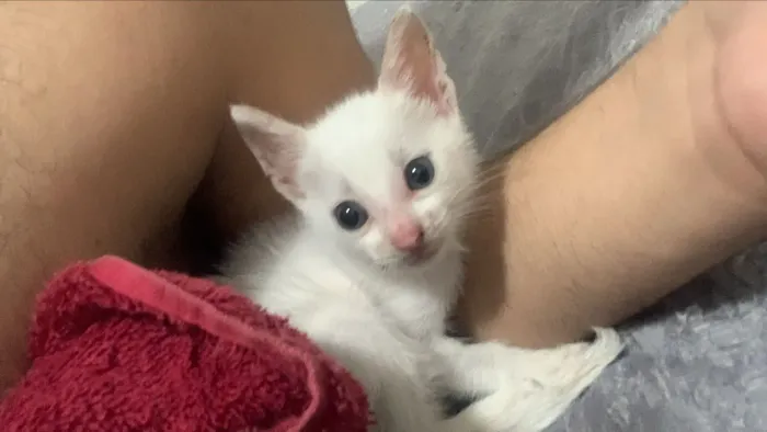 ADOÇÃO FILHOTE DE GATO