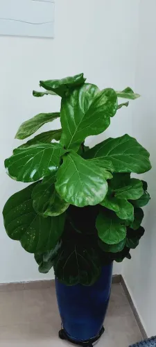 PLANTA NATURAL FÍCUS LYRATA