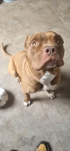 Doação responsável- American Bully Adulto.
