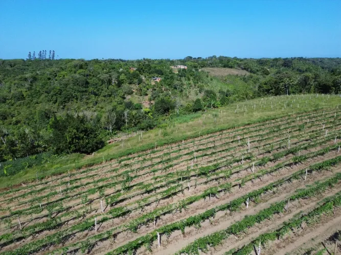 Fazenda com 4 quartos à Venda, 55000 m² em Ilhéus/BA
