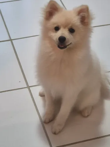 Sptiz alemão. Lulu da pomeraniaMacho