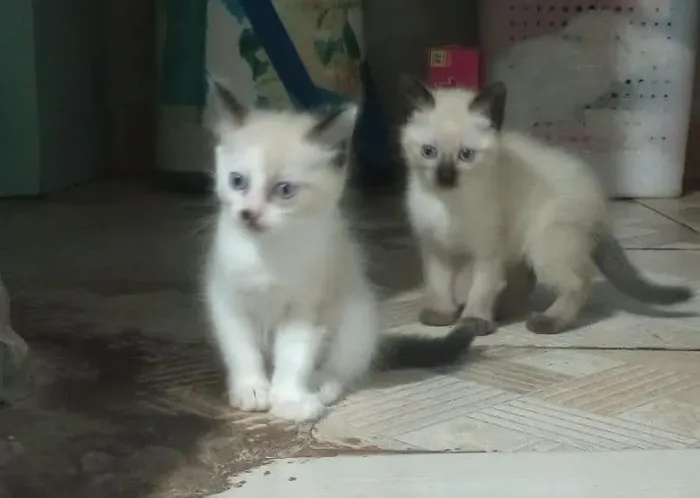 Doa-se Gatinhos
