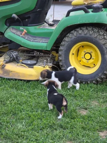 Beagle saudavel com vacinaçao