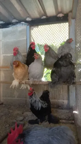 Galinha