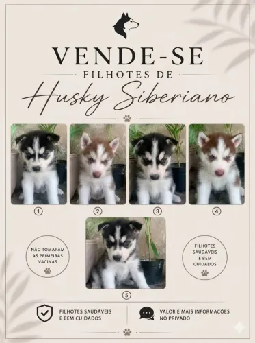 Filhotes de Husky Siberiano