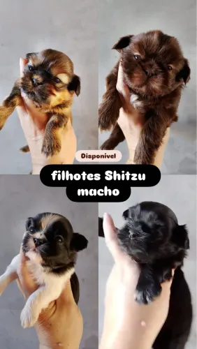 Filhotes Shitzu macho