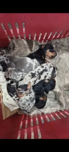 Filhote de Basset dachshund Fêmea Arlequim 