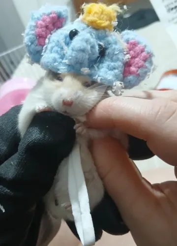 Hamster anão russo