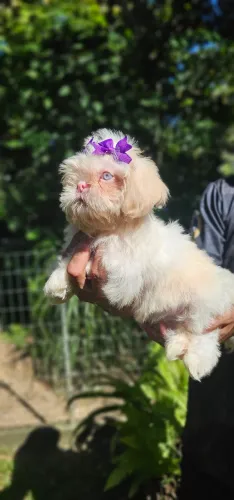 Shih-tzu ALBINA - linhagem importada
