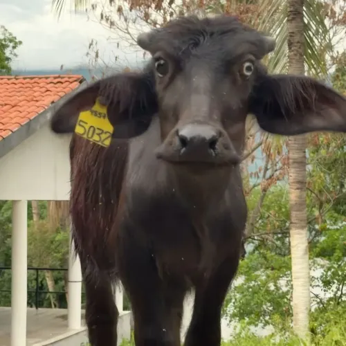 Bezerfo Búfalo 4 meses macho manso com olho azul