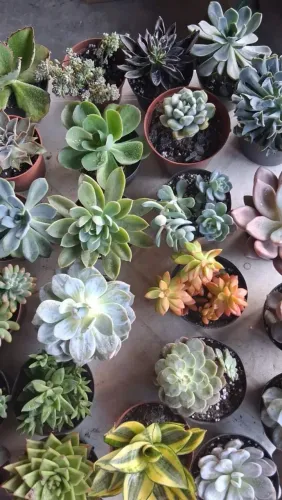 Muitas suculentas baratissima