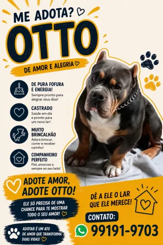 Cachorro lindo e forte p adoção