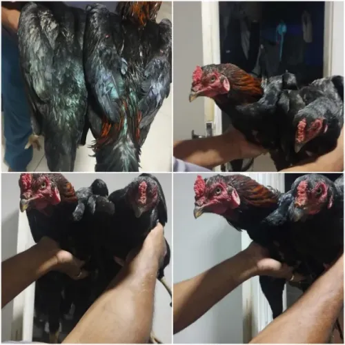 Frango índio
