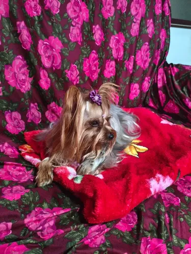 Cachorra