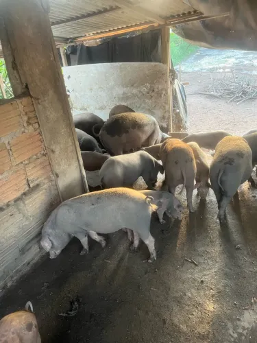 Vende-se porco