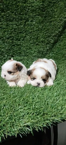 Casal de Shih-tzu pra reserva