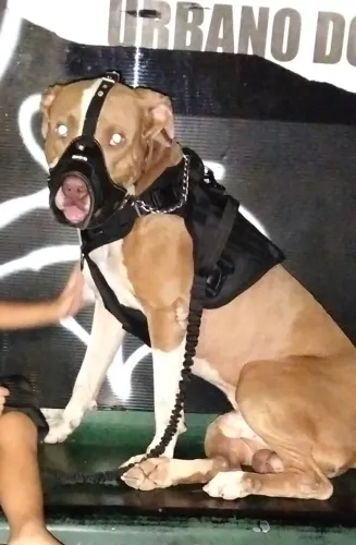 Doação Pitbull 