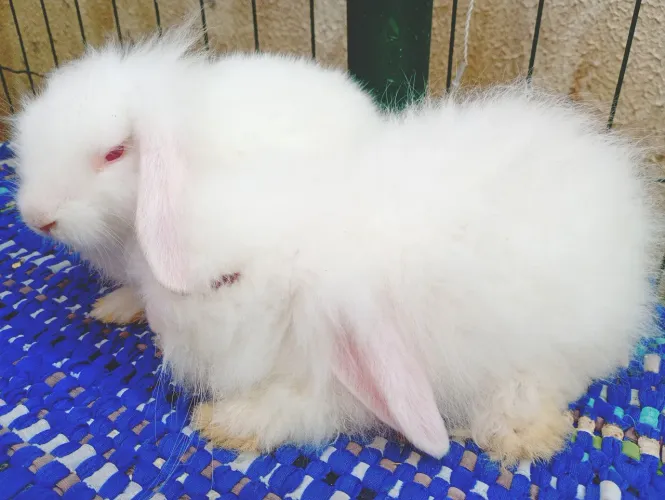Coelho fuzzy loop 