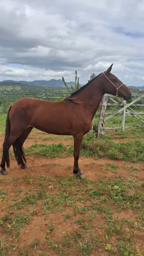 Egua