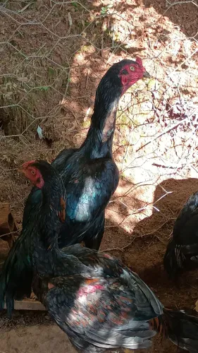 Frangos índio