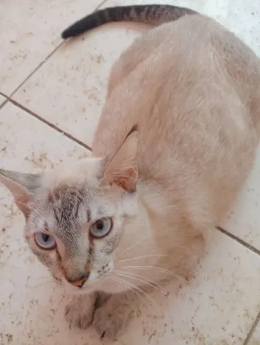 Gatinha Emily para adoção