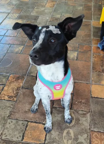 Cachorro fêmea para adoção
