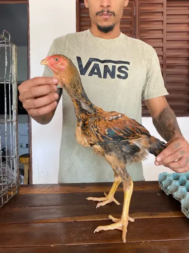 Frangas índio gigante ótima linhagem