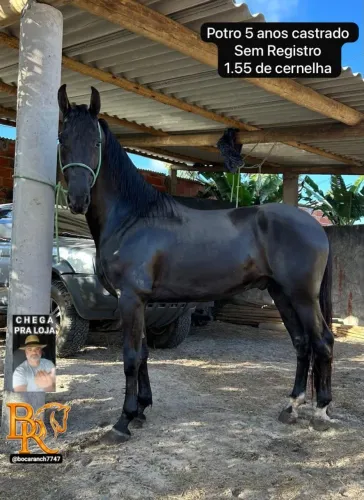 Potro Preto