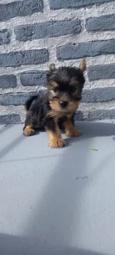 Yorkshire Terrier,Yorkshire Terrier Filhote Top Padrão da Raça