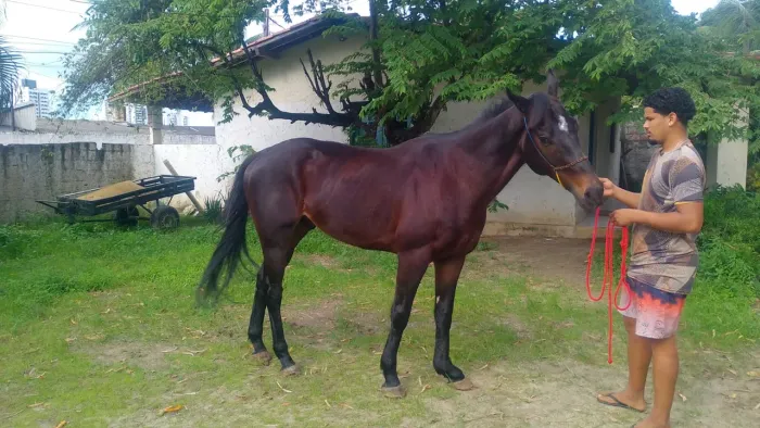 Cavalo Puro Sangue Inglês(PSI)